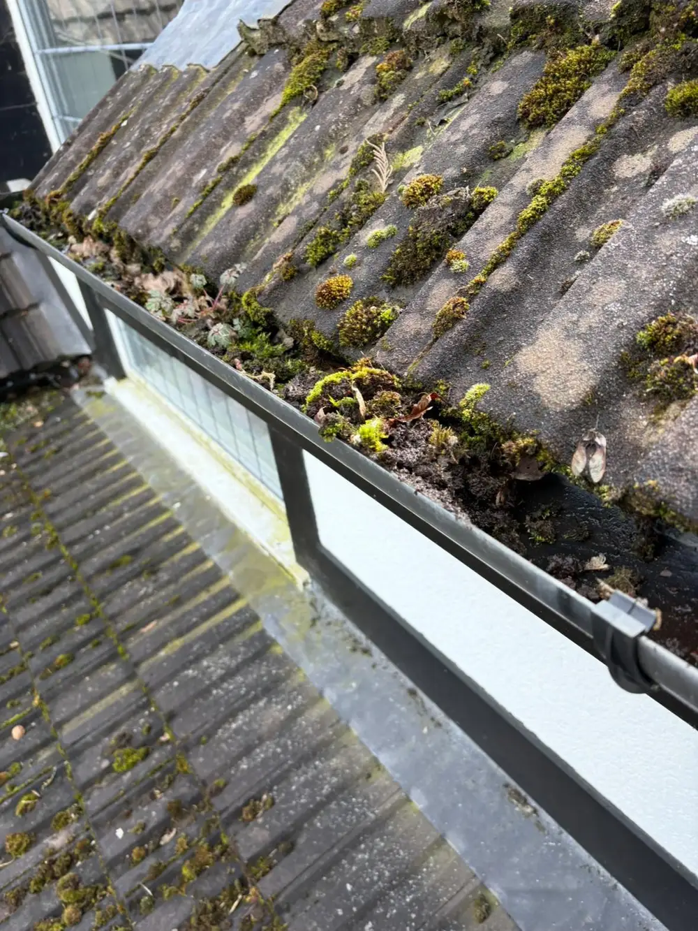 Gutter blocked with moss washed down from the tiles above