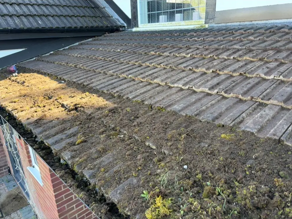 Roof tiles half cleared of moss, showing the before and after line