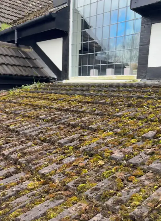 Close up of heavy moss growth on roof tiles