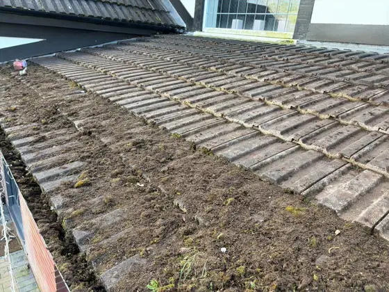 Roof tiles part way through moss scraping